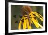 Common Whitetail Female on Yellow Coneflower in Garden Marion Co. Il-Richard ans Susan Day-Framed Photographic Print