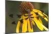 Common Whitetail Female on Yellow Coneflower in Garden Marion Co. Il-Richard ans Susan Day-Mounted Photographic Print
