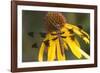 Common Whitetail Female on Yellow Coneflower in Garden Marion Co. Il-Richard ans Susan Day-Framed Photographic Print