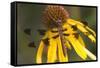 Common Whitetail Female on Yellow Coneflower in Garden Marion Co. Il-Richard ans Susan Day-Framed Stretched Canvas