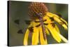 Common Whitetail Female on Yellow Coneflower in Garden Marion Co. Il-Richard ans Susan Day-Stretched Canvas