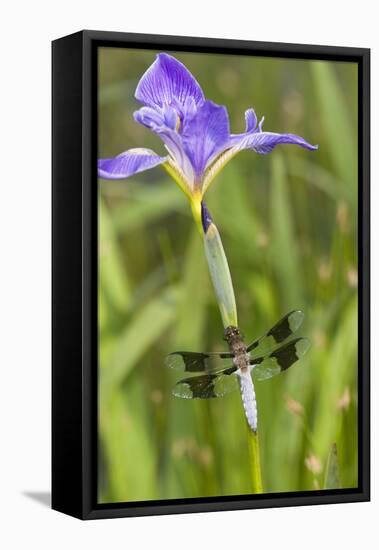 Common Whitetail Male on Blue Flag Iris in Wetland Marion Co. Il-Richard ans Susan Day-Framed Stretched Canvas