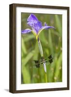 Common Whitetail Male on Blue Flag Iris in Wetland Marion Co. Il-Richard ans Susan Day-Framed Photographic Print