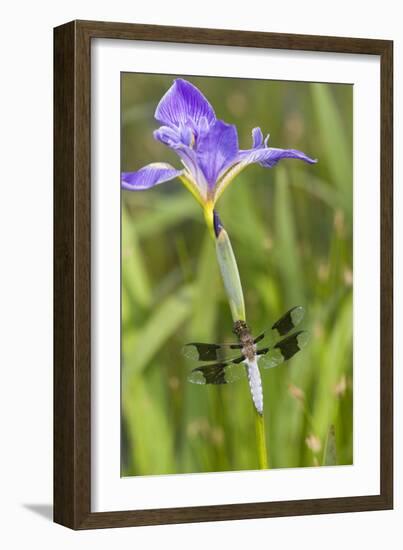 Common Whitetail Male on Blue Flag Iris in Wetland Marion Co. Il-Richard ans Susan Day-Framed Photographic Print