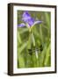 Common Whitetail Male on Blue Flag Iris in Wetland Marion Co. Il-Richard ans Susan Day-Framed Photographic Print