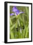 Common Whitetail Male on Blue Flag Iris in Wetland Marion Co. Il-Richard ans Susan Day-Framed Photographic Print