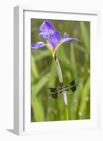 Common Whitetail Male on Blue Flag Iris in Wetland Marion Co. Il-Richard ans Susan Day-Framed Photographic Print