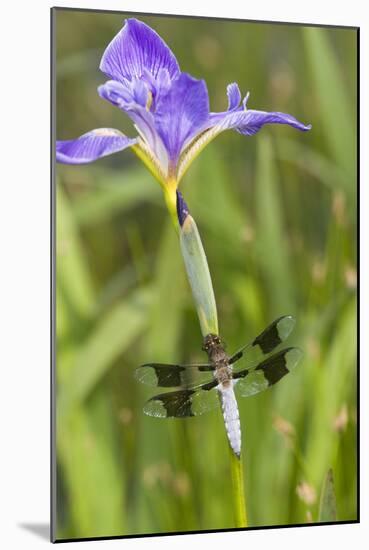 Common Whitetail Male on Blue Flag Iris in Wetland Marion Co. Il-Richard ans Susan Day-Mounted Photographic Print