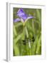 Common Whitetail Male on Blue Flag Iris in Wetland Marion Co. Il-Richard ans Susan Day-Framed Photographic Print