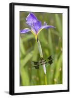 Common Whitetail Male on Blue Flag Iris in Wetland Marion Co. Il-Richard ans Susan Day-Framed Photographic Print