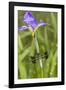 Common Whitetail Male on Blue Flag Iris in Wetland Marion Co. Il-Richard ans Susan Day-Framed Photographic Print