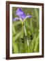 Common Whitetail Male on Blue Flag Iris in Wetland Marion Co. Il-Richard ans Susan Day-Framed Photographic Print