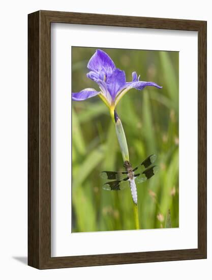 Common Whitetail Male on Blue Flag Iris in Wetland Marion Co. Il-Richard ans Susan Day-Framed Photographic Print