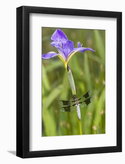 Common Whitetail Male on Blue Flag Iris in Wetland Marion Co. Il-Richard ans Susan Day-Framed Photographic Print