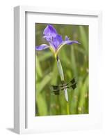 Common Whitetail Male on Blue Flag Iris in Wetland Marion Co. Il-Richard ans Susan Day-Framed Photographic Print