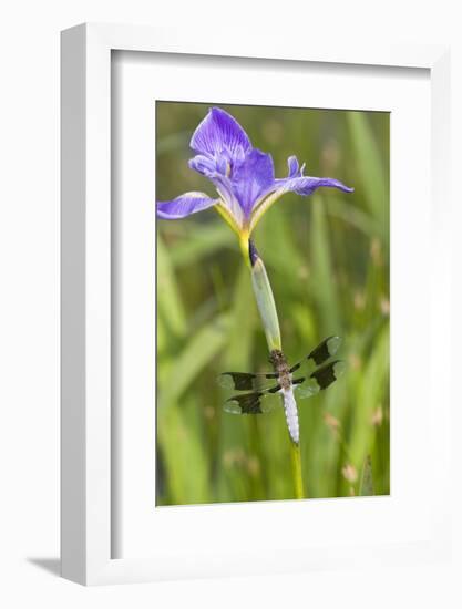 Common Whitetail Male on Blue Flag Iris in Wetland Marion Co. Il-Richard ans Susan Day-Framed Photographic Print