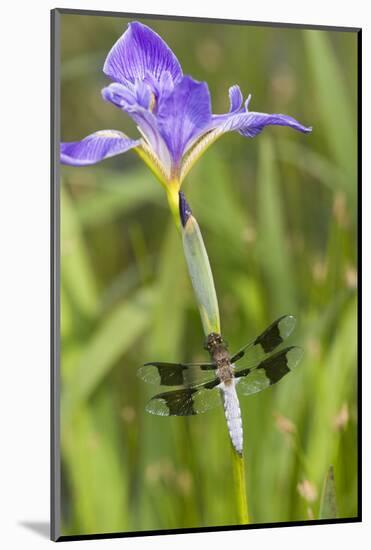 Common Whitetail Male on Blue Flag Iris in Wetland Marion Co. Il-Richard ans Susan Day-Mounted Photographic Print