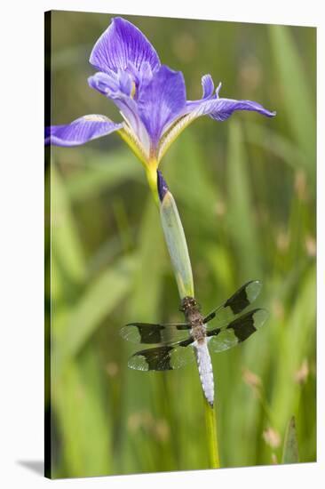Common Whitetail Male on Blue Flag Iris in Wetland Marion Co. Il-Richard ans Susan Day-Stretched Canvas