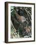 Common Whitethroat-CM Dixon-Framed Photographic Print