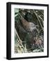 Common Whitethroat-CM Dixon-Framed Photographic Print