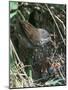 Common Whitethroat-CM Dixon-Mounted Photographic Print