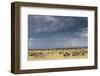 Common Wildebeest (Blue Wildebeest) (Gnu) (Connochaetes Taurinus) on Migration-Ann and Steve Toon-Framed Photographic Print