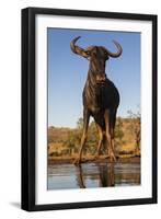 Common wildebeest (Connochaetes taurinus) at water, Zimanga game reserve, KwaZulu-Natal-Ann and Steve Toon-Framed Photographic Print