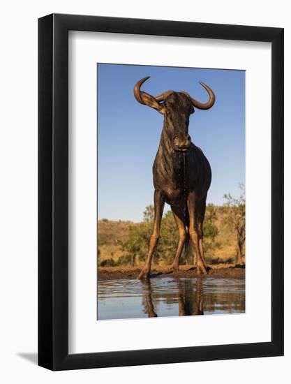 Common wildebeest (Connochaetes taurinus) at water, Zimanga game reserve, KwaZulu-Natal-Ann and Steve Toon-Framed Photographic Print