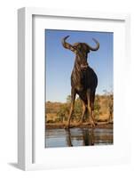 Common wildebeest (Connochaetes taurinus) at water, Zimanga game reserve, KwaZulu-Natal-Ann and Steve Toon-Framed Photographic Print