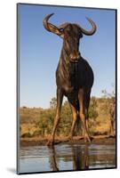 Common wildebeest (Connochaetes taurinus) at water, Zimanga game reserve, KwaZulu-Natal-Ann and Steve Toon-Mounted Photographic Print