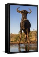 Common wildebeest (Connochaetes taurinus) at water, Zimanga game reserve, KwaZulu-Natal-Ann and Steve Toon-Framed Stretched Canvas