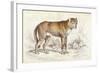 Common Wolf (Canis Lupus)-null-Framed Art Print