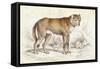 Common Wolf (Canis Lupus)-null-Framed Stretched Canvas