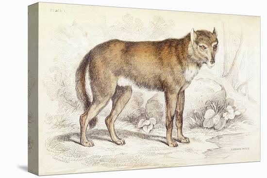 Common Wolf (Canis Lupus)-null-Stretched Canvas