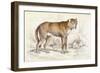 Common Wolf (Canis Lupus)-null-Framed Art Print