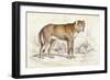 Common Wolf (Canis Lupus)-null-Framed Art Print