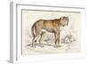 Common Wolf (Canis Lupus)-null-Framed Art Print