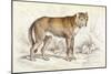 Common Wolf (Canis Lupus)-null-Mounted Art Print