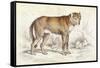 Common Wolf (Canis Lupus)-null-Framed Stretched Canvas