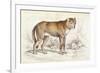 Common Wolf (Canis Lupus)-null-Framed Art Print