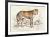 Common Wolf (Canis Lupus)-null-Framed Art Print