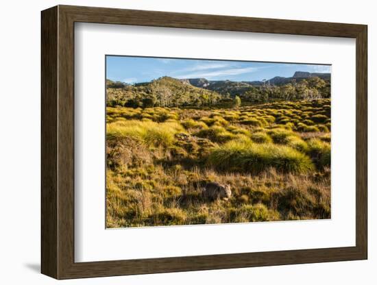 Common Wombat, Cradle Mountain-Lake St. Clair National Park, Tasmania-Mark A Johnson-Framed Photographic Print