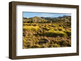 Common Wombat, Cradle Mountain-Lake St. Clair National Park, Tasmania-Mark A Johnson-Framed Photographic Print