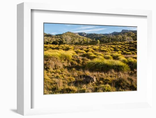 Common Wombat, Cradle Mountain-Lake St. Clair National Park, Tasmania-Mark A Johnson-Framed Photographic Print