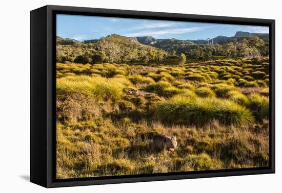 Common Wombat, Cradle Mountain-Lake St. Clair National Park, Tasmania-Mark A Johnson-Framed Stretched Canvas