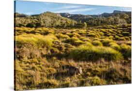 Common Wombat, Cradle Mountain-Lake St. Clair National Park, Tasmania-Mark A Johnson-Stretched Canvas