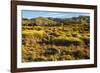 Common Wombat, Cradle Mountain-Lake St. Clair National Park, Tasmania-Mark A Johnson-Framed Photographic Print