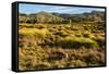 Common Wombat, Cradle Mountain-Lake St. Clair National Park, Tasmania-Mark A Johnson-Framed Stretched Canvas