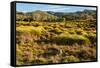 Common Wombat, Cradle Mountain-Lake St. Clair National Park, Tasmania-Mark A Johnson-Framed Stretched Canvas