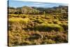 Common Wombat, Cradle Mountain-Lake St. Clair National Park, Tasmania-Mark A Johnson-Stretched Canvas